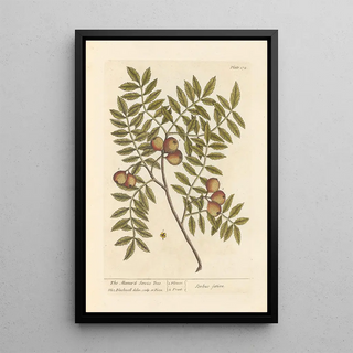 The domestic hornbeam - Elizabeth Blackwell — framed artwork on a wall