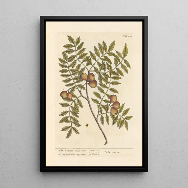 The domestic hornbeam - Elizabeth Blackwell — framed artwork on a wall