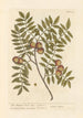 The domestic hornbeam - Elizabeth Blackwell — artwork view