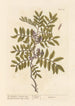 The lentisk or mastic tree - Elizabeth Blackwell — artwork view