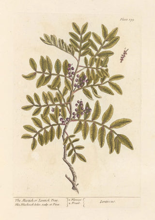 The lentisk or mastic tree - Elizabeth Blackwell — artwork view