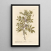 The lentisk or mastic tree - Elizabeth Blackwell — framed artwork on a wall