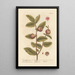 The Medlar Tree - Elizabeth Blackwell — framed artwork on a wall