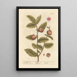 The Medlar Tree - Elizabeth Blackwell — framed artwork on a wall