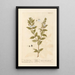 The myrtle - Elizabeth Blackwell — framed artwork on a wall