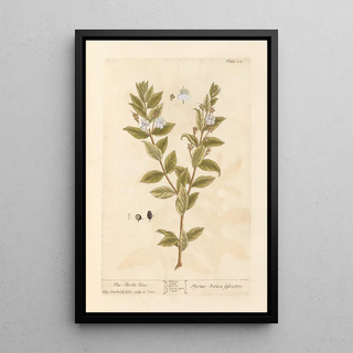The myrtle - Elizabeth Blackwell — framed artwork on a wall