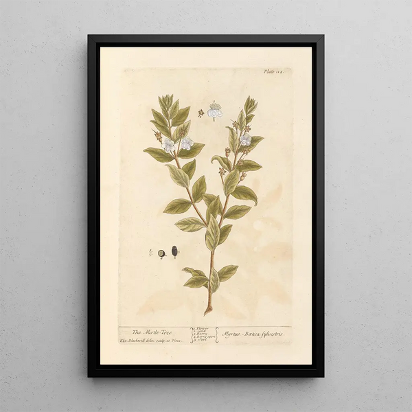 The myrtle - Elizabeth Blackwell — framed artwork on a wall