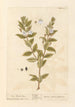 The myrtle - Elizabeth Blackwell — artwork view
