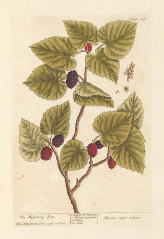 The Mulberry Tree - Elizabeth Blackwell — artwork view