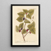The Mulberry Tree - Elizabeth Blackwell — framed artwork on a wall
