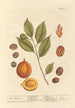 La muscade - Elizabeth Blackwell — artwork view