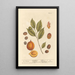 La muscade - Elizabeth Blackwell — framed artwork on a wall