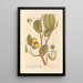 La noix vomique des boutiques - Elizabeth Blackwell — framed artwork on a wall