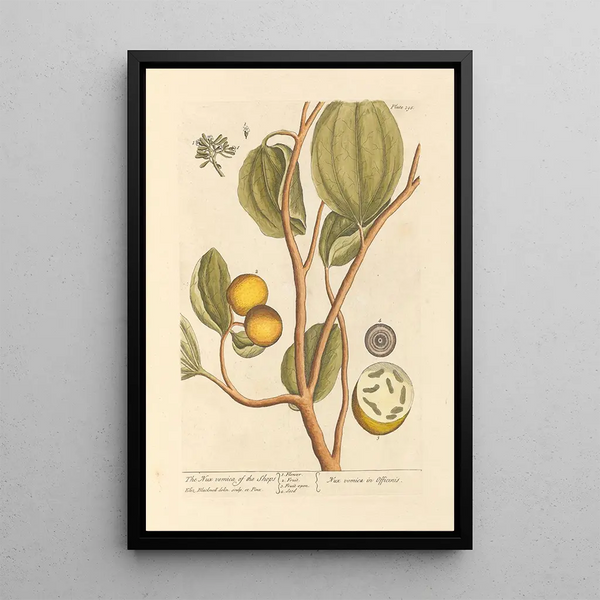 La noix vomique des boutiques - Elizabeth Blackwell — framed artwork on a wall