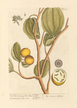La noix vomique des boutiques - Elizabeth Blackwell — artwork view