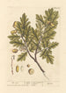 The Oak - Elizabeth Blackwell — artwork view