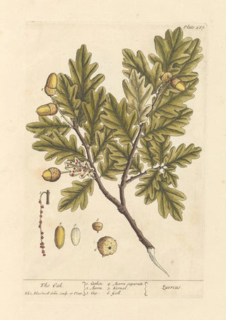 The Oak - Elizabeth Blackwell — artwork view