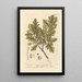 The Oak - Elizabeth Blackwell — framed artwork on a wall