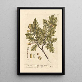 The Oak - Elizabeth Blackwell — framed artwork on a wall