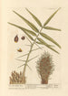 The oil palm - Elizabeth Blackwell — artwork view