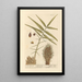 The oil palm - Elizabeth Blackwell — framed artwork on a wall