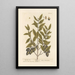 L'olivier - Elizabeth Blackwell — framed artwork on a wall
