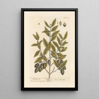 L'olivier - Elizabeth Blackwell — framed artwork on a wall