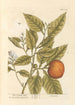 L'oranger - Elizabeth Blackwell — artwork view