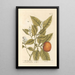 L'oranger - Elizabeth Blackwell — framed artwork on a wall