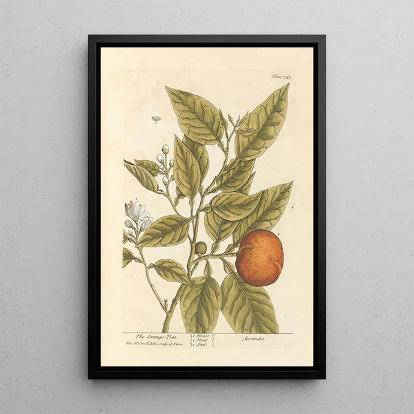 L'oranger - Elizabeth Blackwell — framed artwork on a wall