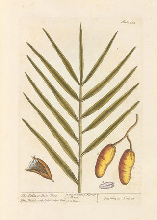 The date palm - Elizabeth Blackwell — artwork view
