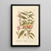 The Peach Tree - Elizabeth Blackwell — framed artwork on a wall