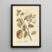 The Pear Tree - Elizabeth Blackwell — framed artwork on a wall