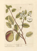 The Pear Tree - Elizabeth Blackwell — artwork view