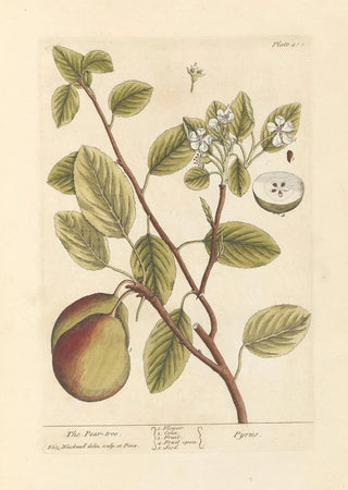 The Pear Tree - Elizabeth Blackwell — artwork view