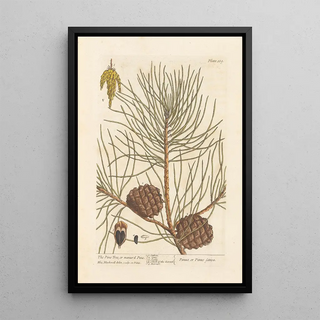 The pine or maritime pine - Elizabeth Blackwell — framed artwork on a wall
