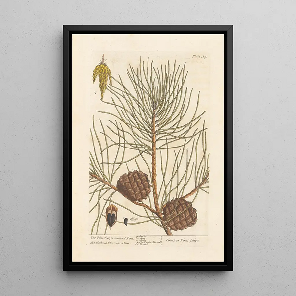 The pine or maritime pine - Elizabeth Blackwell — framed artwork on a wall