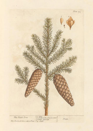 Le pin résineux - Elizabeth Blackwell — artwork view