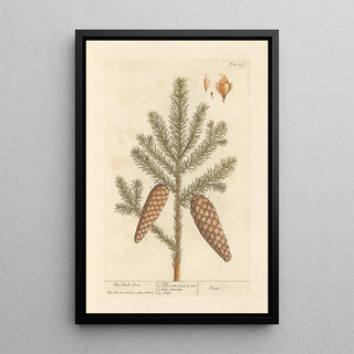 Le pin résineux - Elizabeth Blackwell — framed artwork on a wall
