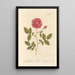 The Red Rose - Elizabeth Blackwell — framed artwork on a wall