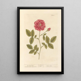The Red Rose - Elizabeth Blackwell — framed artwork on a wall