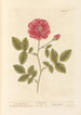 The Red Rose - Elizabeth Blackwell — artwork view
