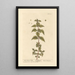 L'ortie romaine - Elizabeth Blackwell — framed artwork on a wall