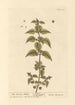 L'ortie romaine - Elizabeth Blackwell — artwork view