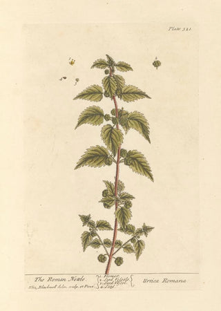 L'ortie romaine - Elizabeth Blackwell — artwork view