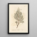 The Juniper Sabine - Elizabeth Blackwell — framed artwork on a wall