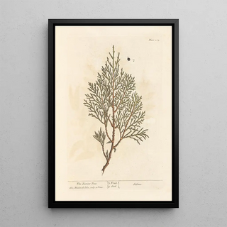 The Juniper Sabine - Elizabeth Blackwell — framed artwork on a wall