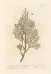 The Juniper Sabine - Elizabeth Blackwell — artwork view