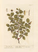 The Scarlet Oak - Elizabeth Blackwell — artwork view