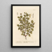 The Scarlet Oak - Elizabeth Blackwell — framed artwork on a wall